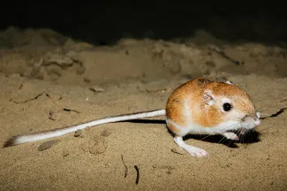 A light brown kangaroo rat, with long hind feet and an even longer tail sits on a sandy hill. 