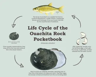 A graphic showing the life cycle of the Ouachita rock pocketbook, including the host fish, the metamorphosed mussels, the adults, and the glochidia. 