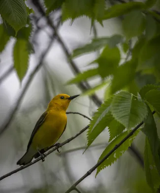 A bright yellow bird with darker wings perches on a branch. 