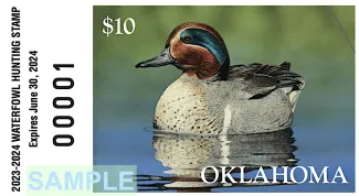 Oklahoma’s current waterfowl stamp features this green-winged teal design by winning artist Scott Calpino of Bernville, Penn. Revenue from stamp sales helps wetland conservation efforts across the state; buy stamps at www.GoOutdoorsOklahoma.com.