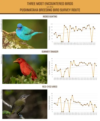A graphic showing the three most encountered birds of the Pushmataha BBS and respective graphs of their detection. 