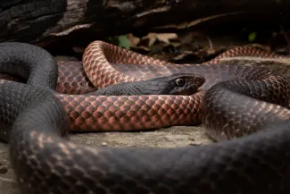 A black snake with a lighter colored tail coils on a rock 