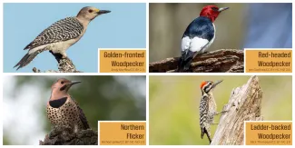 A collage of four woodpeckers, including the golden-fronted, red-headed and ladder-backed woodpeckers and the northern flicker. 