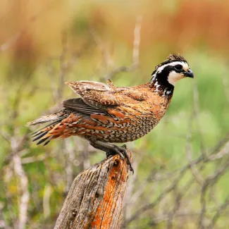 A Northern Bobwhite Quail is perched on top of an old fence post.