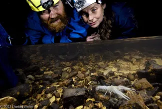 Two people with helmets and lights observe a pale crayfish in the water. 