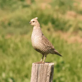 A Scaled Quail is perched on top of a fence post in Oklahoma.