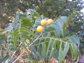 A tree with compound leaves and pale fruits. 
