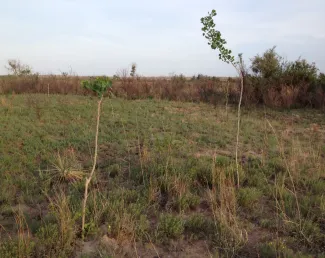 Two small cottonwood "poles" are growing in a prairie. 