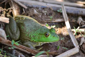 A green frog with large eyes and long legs sits on mud
