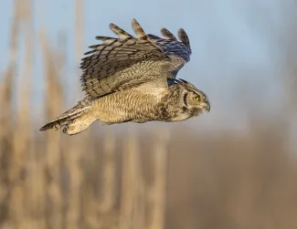 A large owl with mottled black and brown feathers is photographed in flight. 