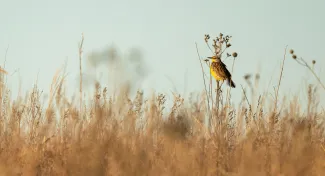 A tan and yellow bird perches on the stalk of a forb in a prairie. 
