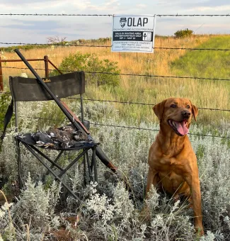 A photo showing an Oklahoma Land Access Program sign on a barbed wire fence, behind a dog next to harvested doves.