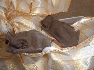Two brown bats are situated on a Christmas ribbon. 