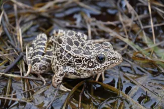 A tan frog with dark blotches. 