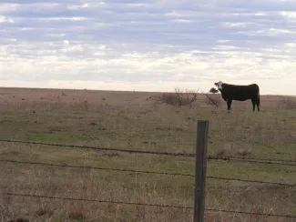 A cow stands on the other side of a barbed wire fence in very short grass. 