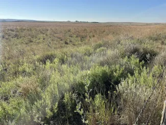 A western Oklahoma prairie with green plants dominating the foreground. 