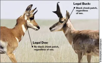 An image showing the differences between doe and buck antelopes. A legal doe has no black cheek patch, regardless of sex. A legal buck has a black cheek patch, regardless of sex.