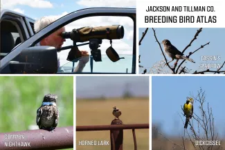 A collage of five pictures: a man using a spotting scope and four birds seen during a bird survey.