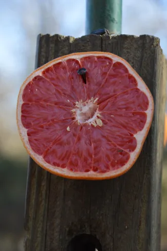 A halved grapefruit is nailed to a post
