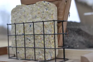 A square cake of fat and seeds sits in a small cage on the end of a wooden bird feeder. 