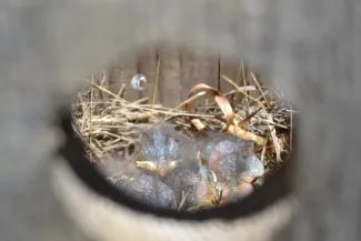 Baby birds with tufts of feathers and large, closed eyes are seen from the circle entrance of a nest box. 