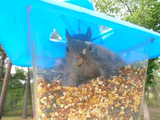 A gray squirrel sits on top of a mix of corn and sunflower seeds in a bird feeder with a clear body and blue top.