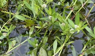 A photo of invasive alligator weed in Oklahoma.