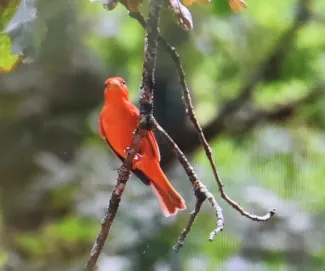 A red bird perches on a branch facing the camera