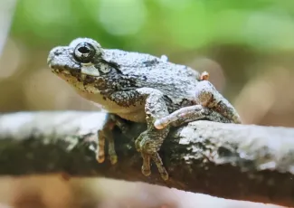 gray treefrog_Shelli Gray_CC-BY-NC