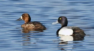 e lesser scaup is the subject for this year’s Oklahoma Waterfowl Stamp Design Competition. Artists should register online now, and submit art entries by Aug. 31. (PHOTO: Joe Walewski/iNaturalist CC-BYNC)