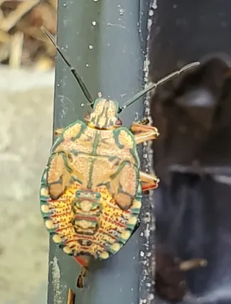 predatory stink bug nymph