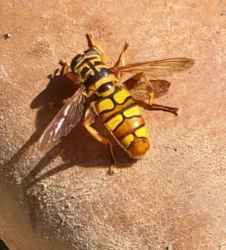 virginia giant hover fly
