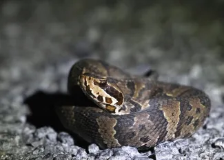 A snake with dark patterning and a white jaw is coiled with its head on its body.