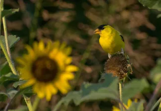 A mostly yellow bird sits on top of a sunflower plant