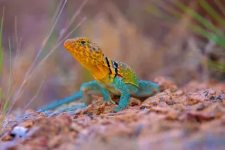 A lizard with a yellowish orange head, stripes on the neck, and blue-green body and tail. 