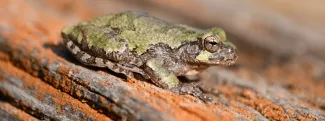 A green and gray mottled frog perches on a log.