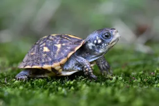 A hatchling turtle with a large head and colorful shell.