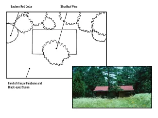 A graphic illustration showing the placement of trees and a home next to a photograph of the same property