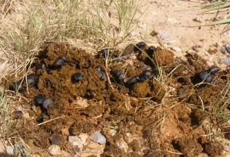 A group of dung beetles on top a pile of lung.