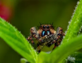 A brown and black spider perches between two green leaves with an insect held between its front legs. 