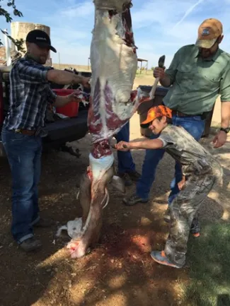 Two men and a boy skinning a deer.