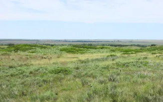 A view of open native mixed-grass or shortgrass prairie.