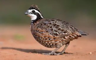 uu 24 bird quail