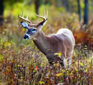 A photo of a whitetail buck standing in brush.