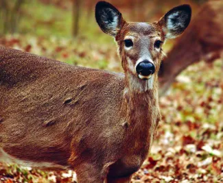 A doe is photographed in the woods.