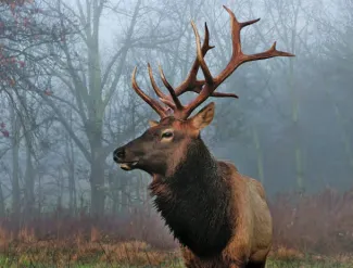 An elk bull is standing in the foreground, looking to the left, with fog in the background.