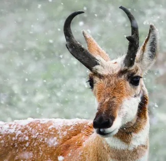 Snow is falling and a close-up or a Pronghorn shows the snow on it's back.