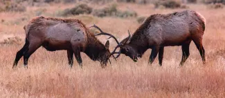 A couple of bull elk are seen sparring.