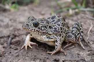 A greenish brown frog with dark blotches sits on bare ground. 