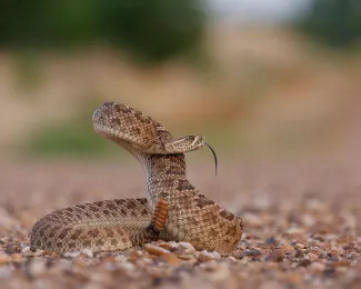 A tan snake with darker brown blotches lifts its head and rattles its tail. 